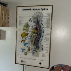 Nervous System Light Up Chart 