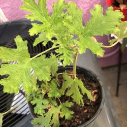 6” Mosquito Repellent Citronella Plant