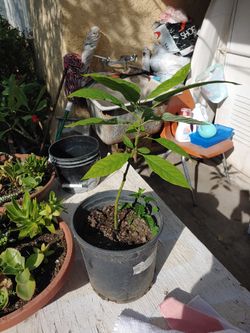 AVOCADO TREE