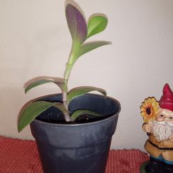 Cobweb Spiderwort -  Wandering Jew Tradescantia Sillamontana