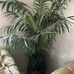 Fake Green Plant