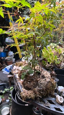 Maple tree