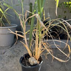 Green Sugar Cane Plant Landscape Sweet Fast Grower Garden