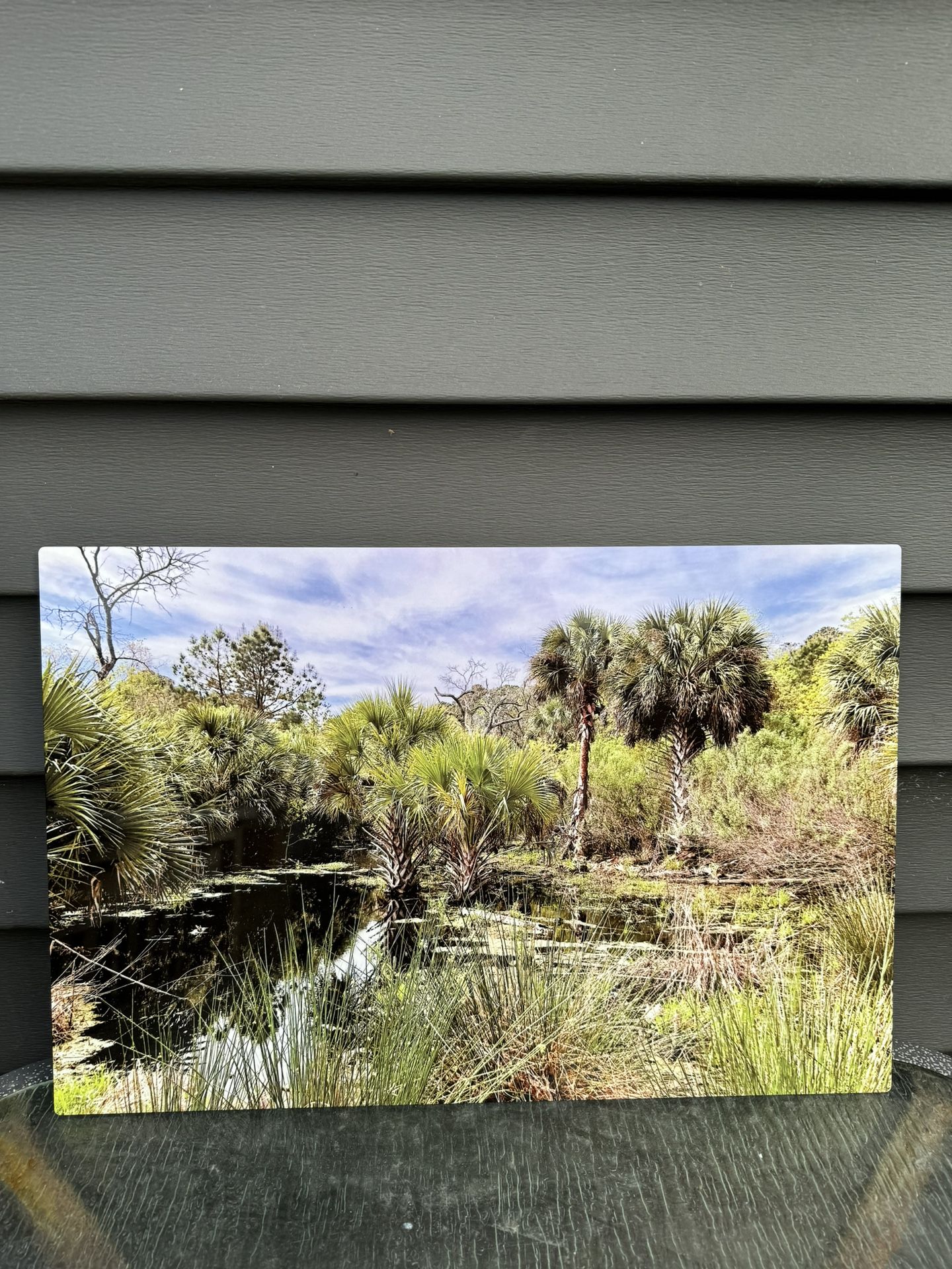 Jungle Pic