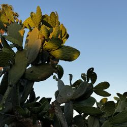 Nopales Prickly Pear Fresh Cut Cheap