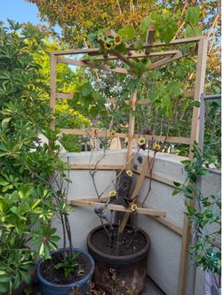 Selling my patio garden collection for $120 total.