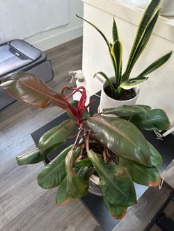 Large philodendron