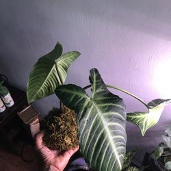 Kokedama