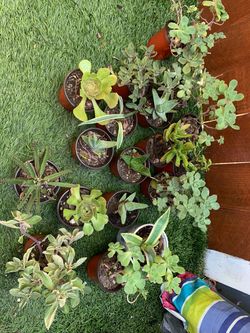 Plantas chicas $1 cada una