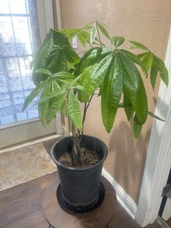 Money Tree 