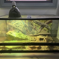 Reptile Tank And Bearded Dragon