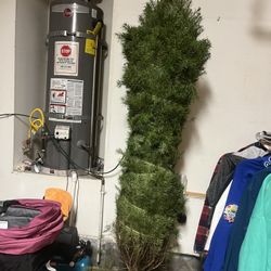 Fresh Christmas Trees