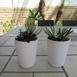 Pair Of White Print Ceramic Pots With Succulents