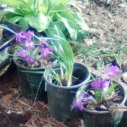 Spring Crocus 8$ Daffodils 5$ Tulips 3$ Grape Hyacinth 5$ And Much More