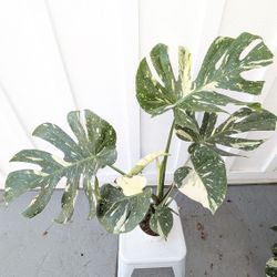 Collector's Plant: Monstera Thai Constellation 6" Pot - Indoor House Plants 