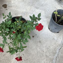 Rose Plant