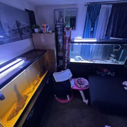 55 Gallon Fish Tank With Stand 