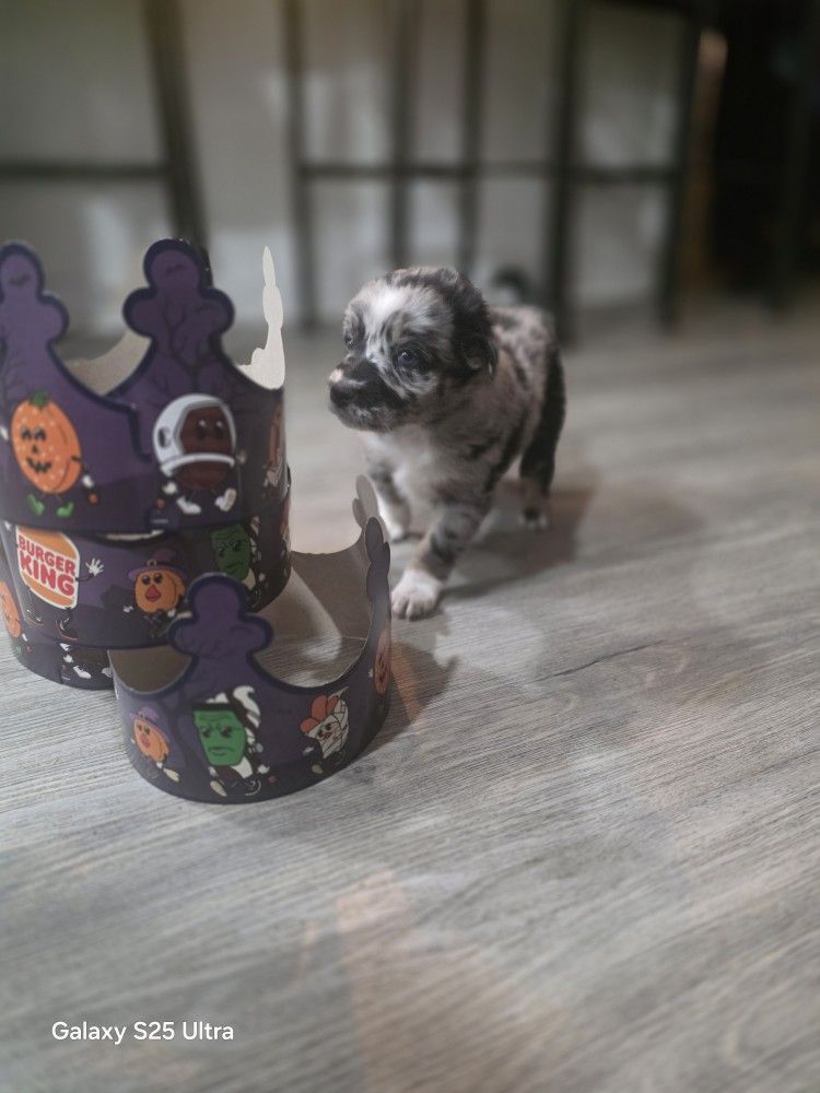 Collectible Burger King Hat