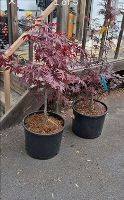 Chinese maples