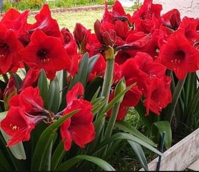 Dark Red Amaryllis In 6" Pots