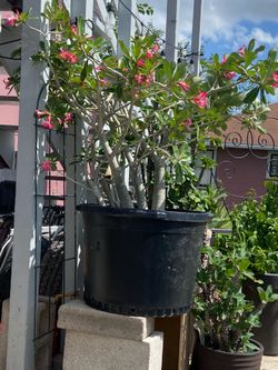Desert Rose