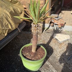 Make Your ….west Oly