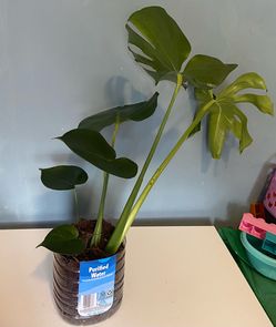 Monstera