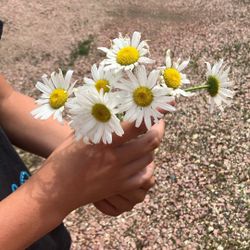 Daises