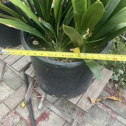 Plants