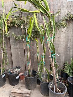 Planta de fruta de dragón