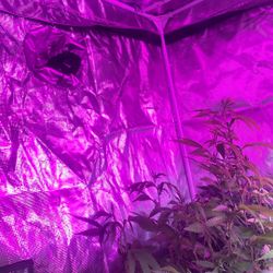 4x4 Melon Farm Grow Tent
