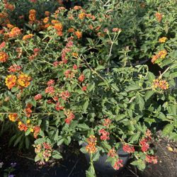 Lantana camara ‘Radiation’ (Radiation Lantana) — 5G — $10