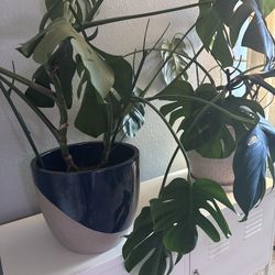 Two Monstera Plants with pots  