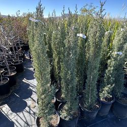 Cypress Sale 