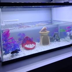 10 GALLONS FISH TANK 