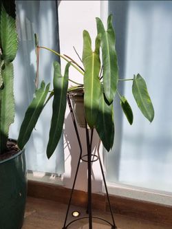 Lush rare Philodendron spiritus-sancti,  plant/ indoor plant/ house plant/ flower patio garden