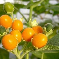 Dwarf Tamarillo  Plant In 3gal  Plantas  De  Tomate  De Arbol Enanas 