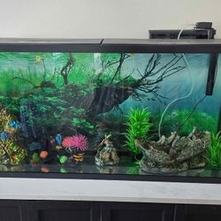 55 Gallons Aquarium 