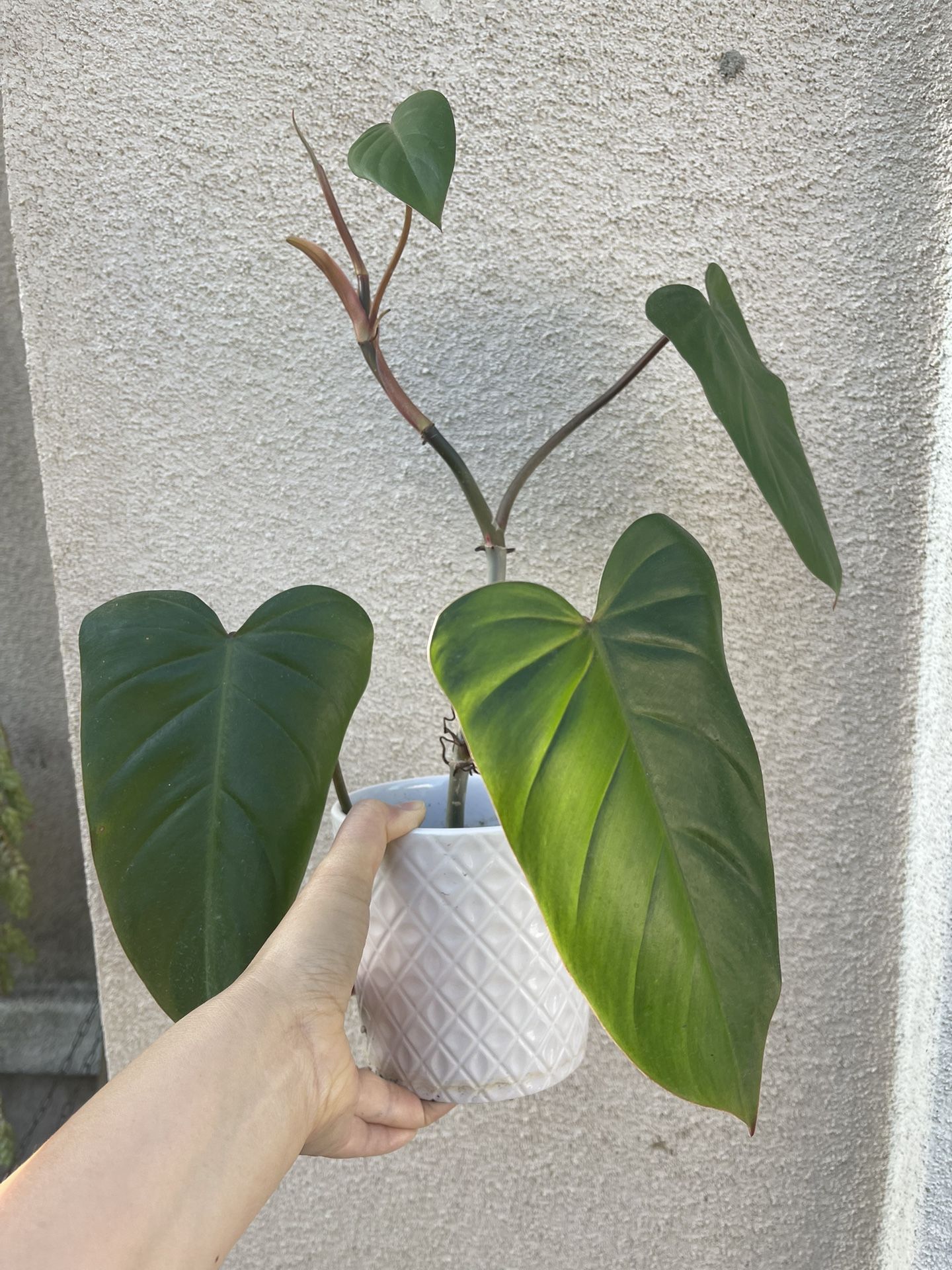 Philodendron Red Emerald Plant With Pot