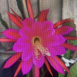 Orchid Cactus Epiphyllum 10 Gallon Decorative Foam Pot.