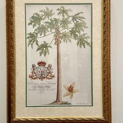 Large Framed Botanical Print – Antique Style – Gilt Wood Frame