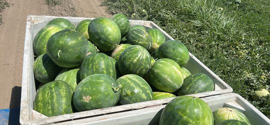 Seedless watermelons