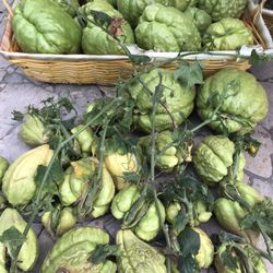 Chayote Organico Listo Ya Estan Listas Las Plantas $5 Cada Una Sobre La Slauson Ave /western By Homedepot 