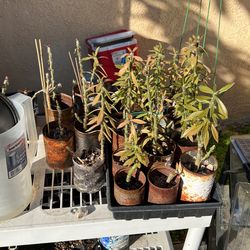 Pereskiopsis Plants