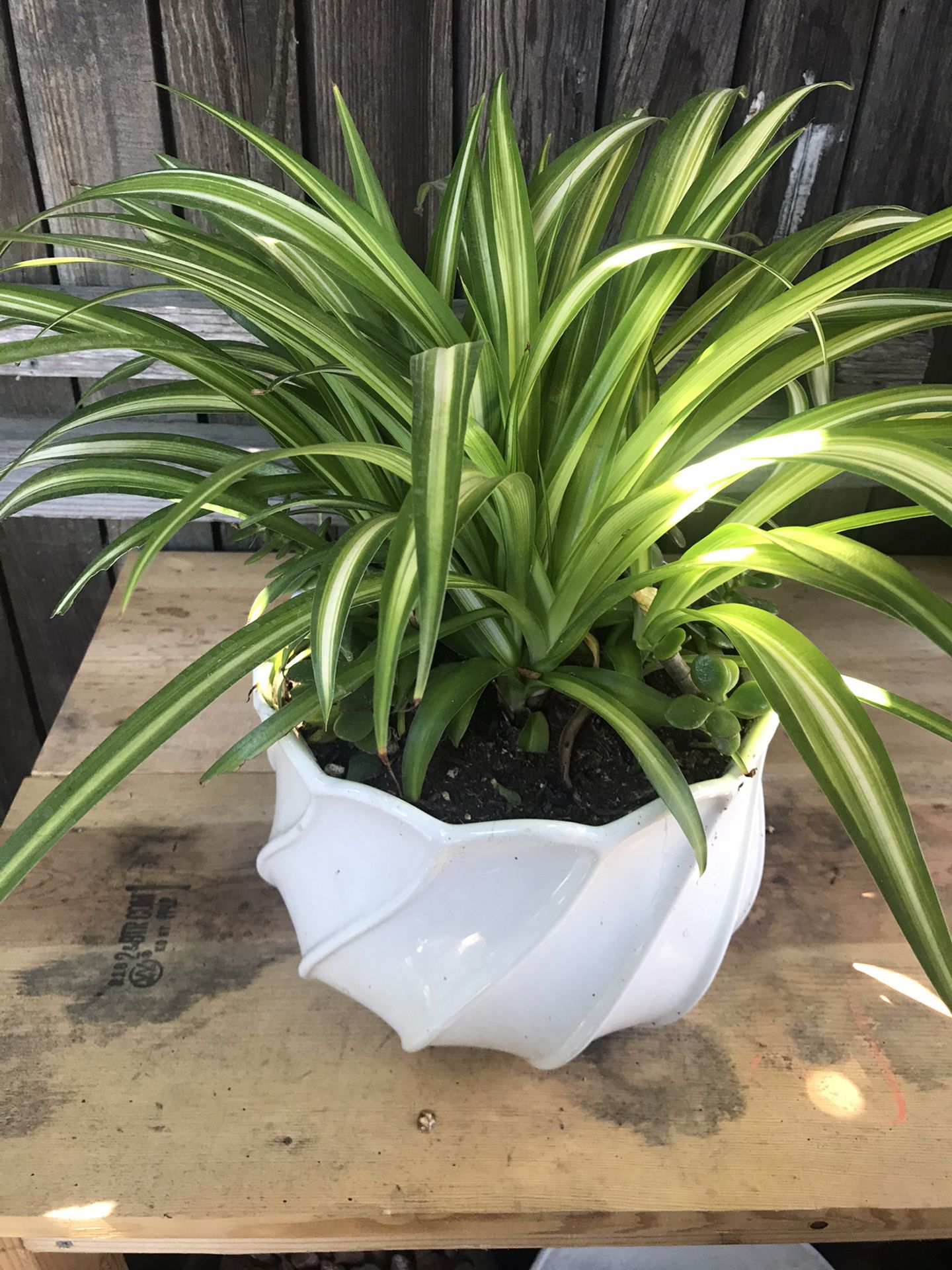 Beautiful Spider Plant with Ceramic Pot