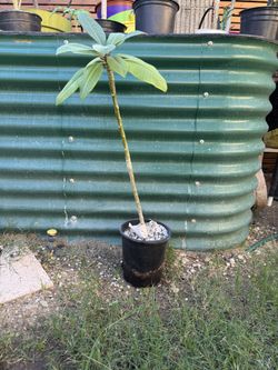Plumeria Tree