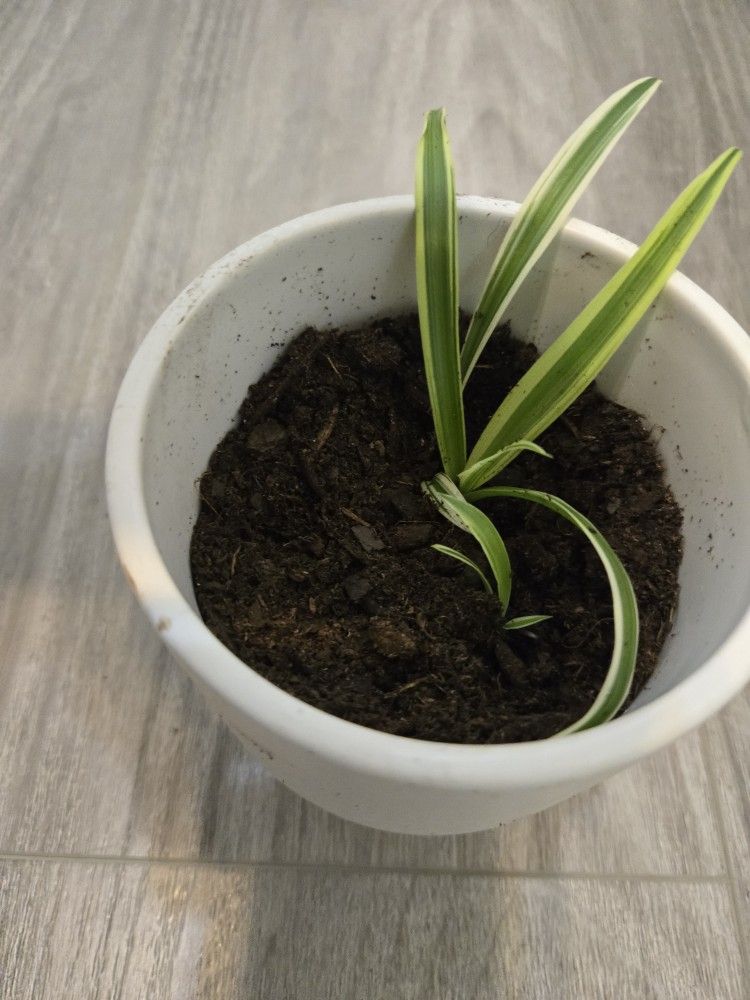 Small Spider Plant in White Pot (Minor Chip)
