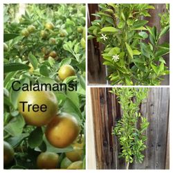 Flowering Fruiting Calamondin Calamansi Grafted Asian Live Fruit Tree (tac Tron Chua) 桔子 Filipino Favorite in 5 Gallon Pot  Cash only  