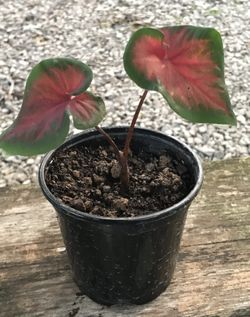 Red Caladium (Angel Wings) - 4 Inch Pot 