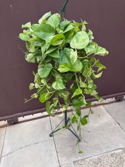 8” marble queen pothos